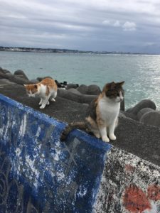 サンセットビーチの猫たち！