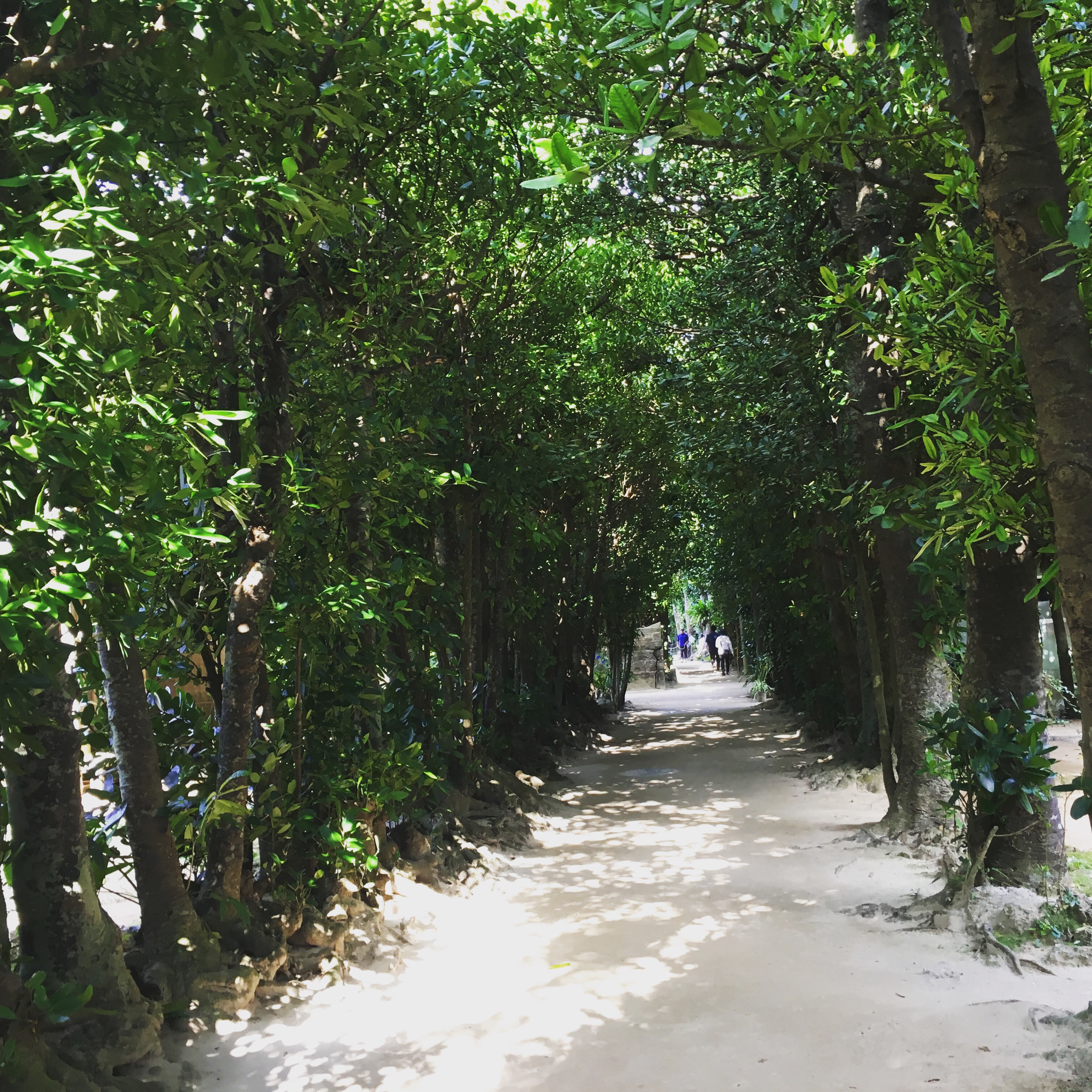 沖縄の本部町にある備瀬のフクギ並木の歴史と癒し効果について 気ままに沖縄ライフ