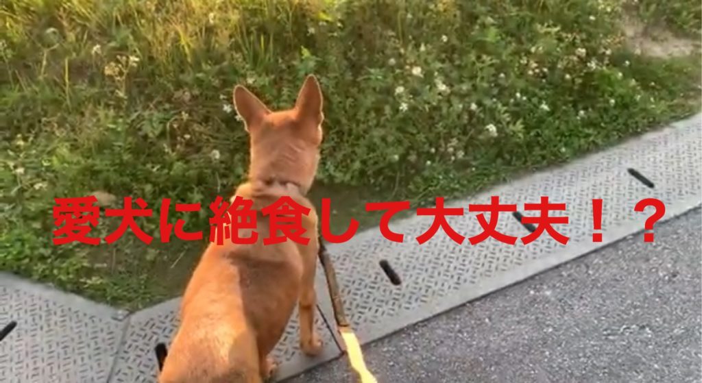 犬が下痢して絶食させているけど かわいそう 本当に大丈夫 気ままに沖縄ライフ