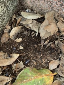 森川公園でダンゴムシを発見
